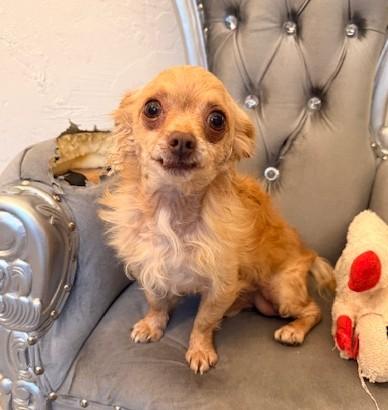 Enlarge Blitzen, a ADOPTABLE mixed breed in Santa Rosa, CA image 5/6