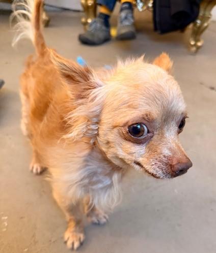 Enlarge Blitzen, a ADOPTABLE mixed breed in Santa Rosa, CA image 3/6