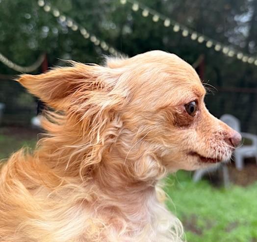 Enlarge Blitzen, a ADOPTABLE mixed breed in Santa Rosa, CA image 4/6