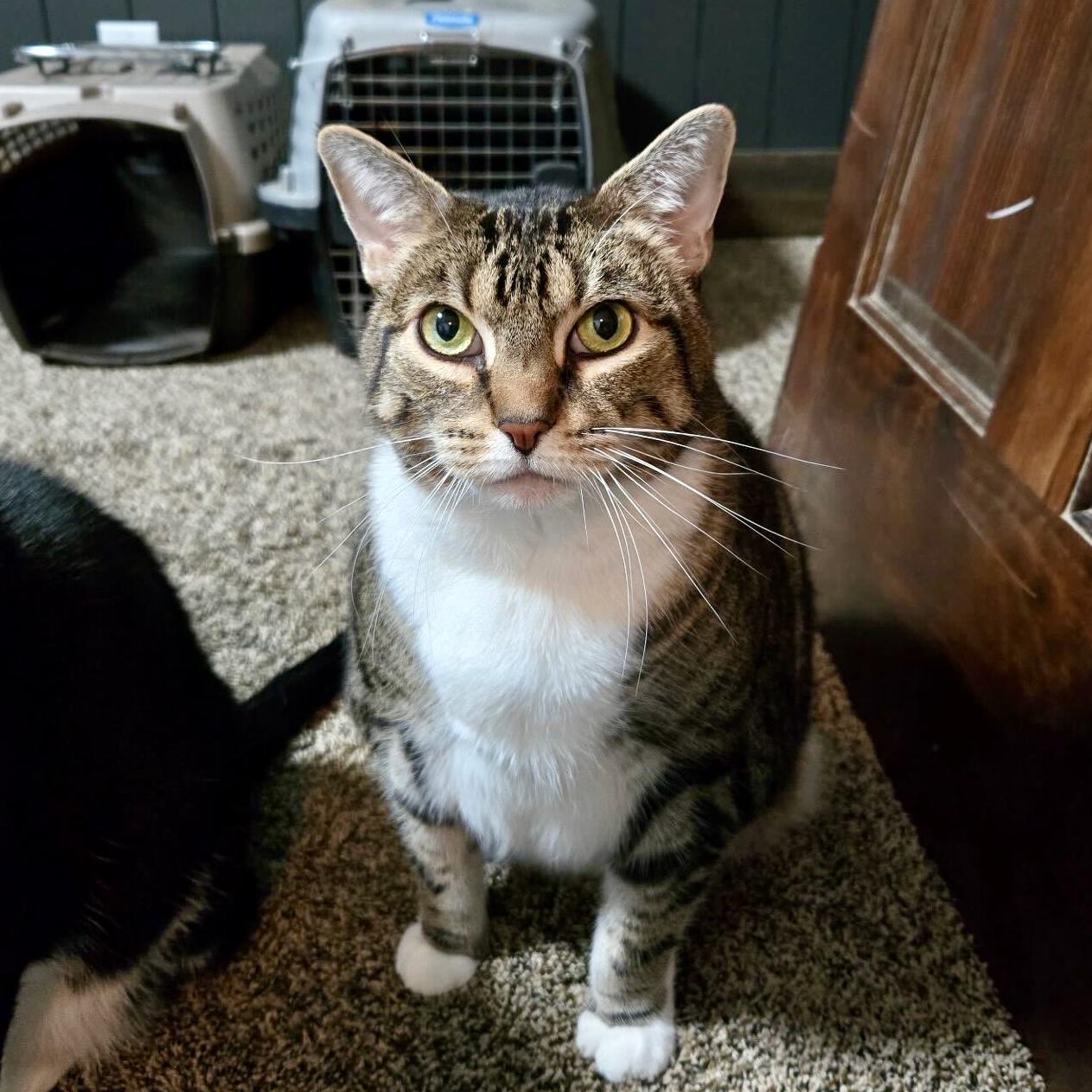 Spinelli (bonded with TJ), Adoptable, Senior Female Domestic Short Hair.