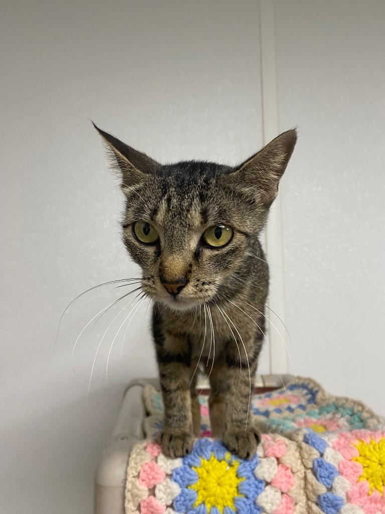 Samoa, Adoptable, Young Female Domestic Short Hair.