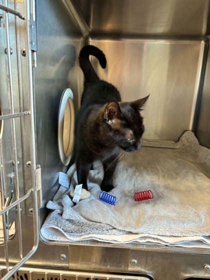 Ace #2, Adoptable, Young Male Domestic Short Hair & Domestic Short Hair.