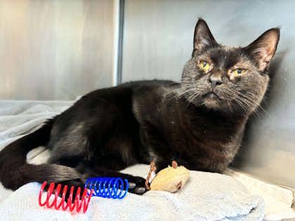Enlarge Ace #2, a Adoptable mixed breed in Bridgewater, NJ image 2/2