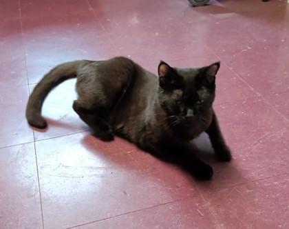 Ace #2, Adoptable, Young Male Domestic Short Hair & Domestic Short Hair.