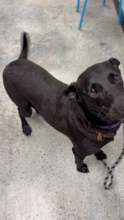 Enlarge Nova, a Adoptable mixed breed in Williston, VT video 4/4