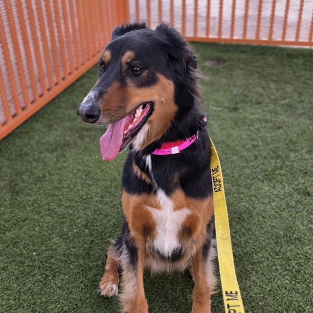 MIZFIT, Adoptable, Adult Female Doberman Pinscher & Golden Retriever.