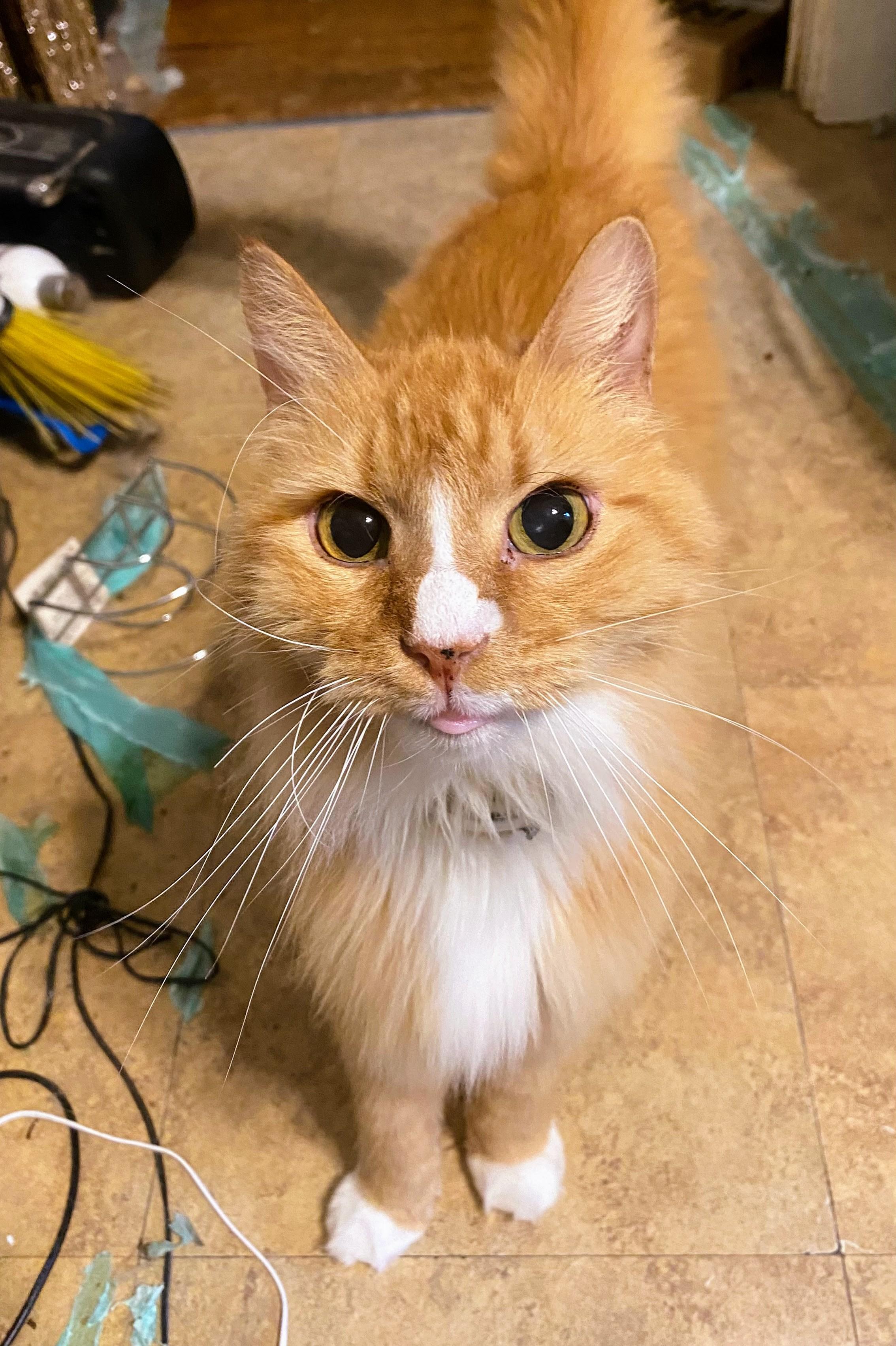 Enlarge Orion, a ADOPTABLE Domestic Long Hair in St. Louis, MO image 1/2
