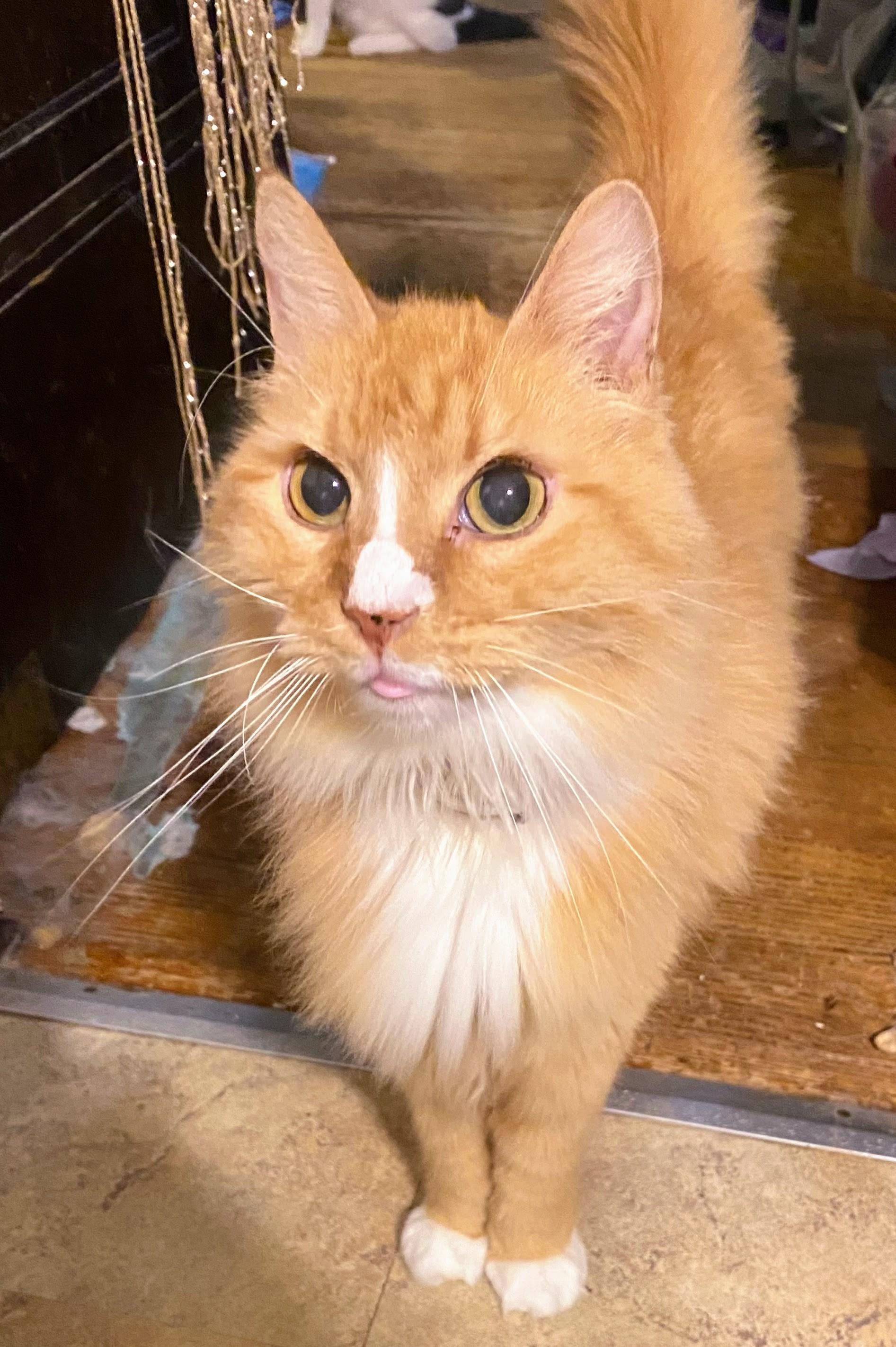 Enlarge Orion, a ADOPTABLE Domestic Long Hair in St. Louis, MO image 2/2