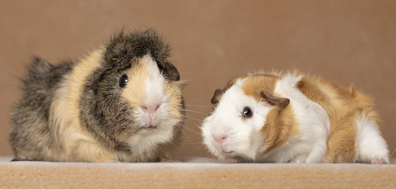 Enlarge Elliot and Gillingsby, a Adoptable Abyssinian in Chicago, IL image 3/6