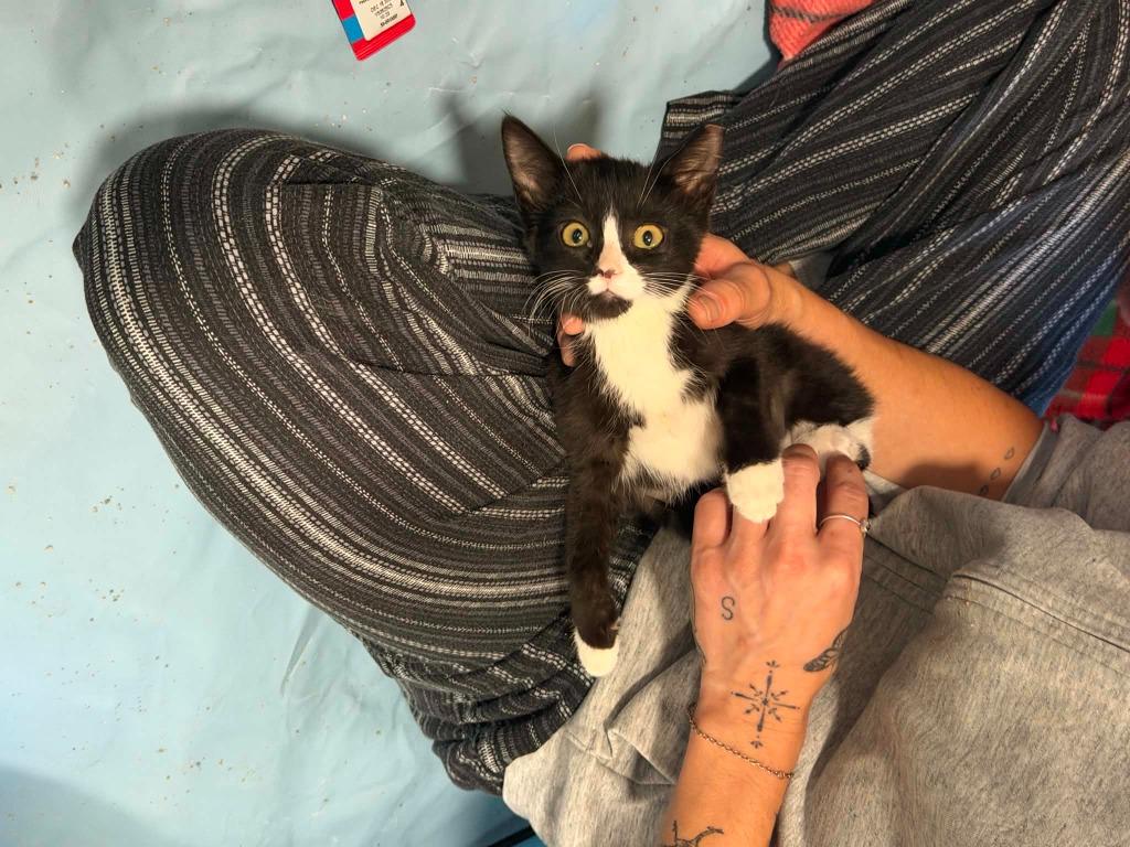 Enlarge Rivet, a Adoptable mixed breed in La Verkin, UT image 1/1