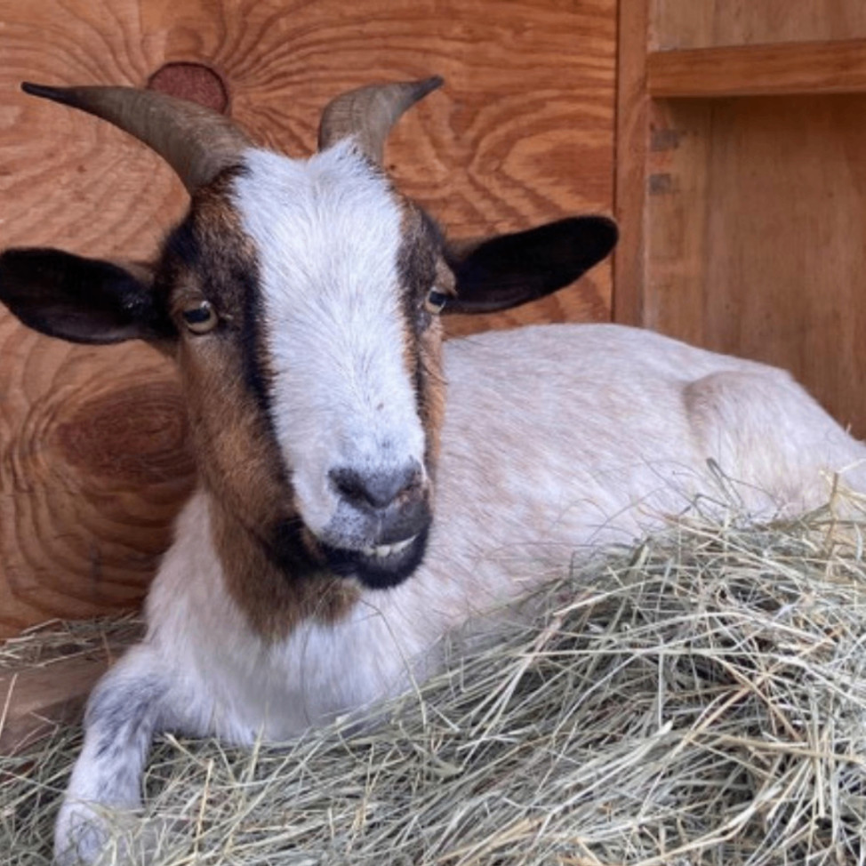 Jane, Adopted, Young Female Nigerian Dwarf.