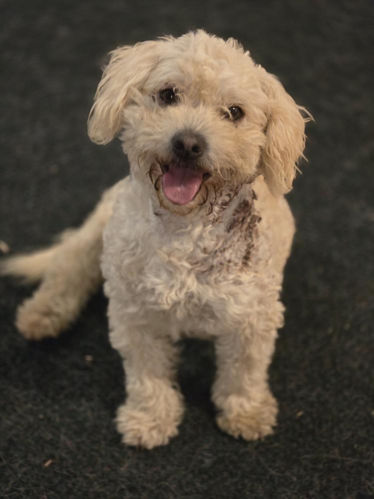 Noodles, Adoptable, Adult Male Poodle.