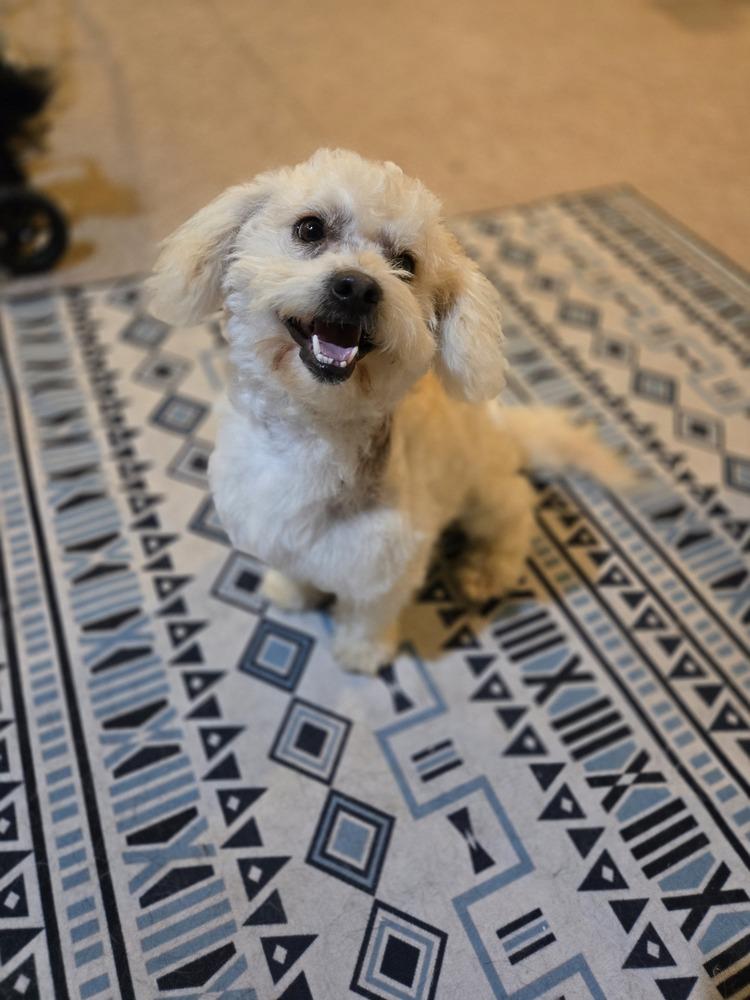 Noodles, a Adoptable Poodle in Bend, OR image 2/3