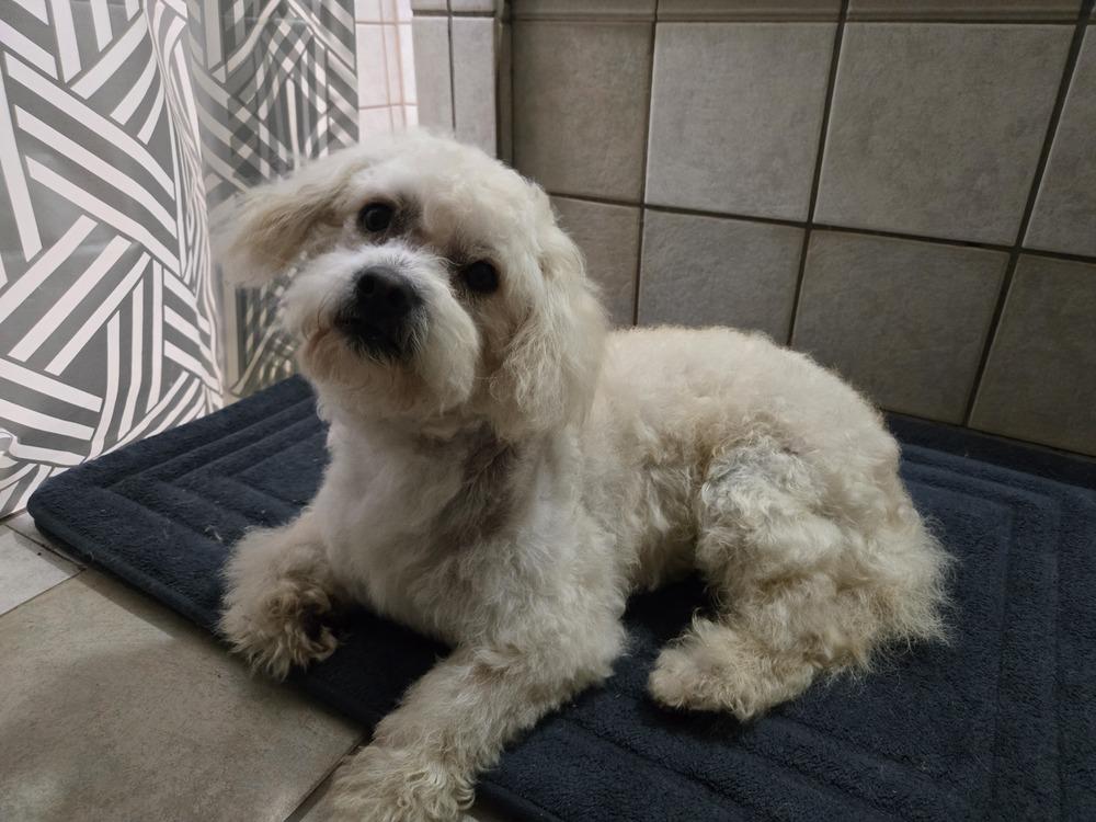 Noodles, a Adoptable Poodle in Bend, OR image 3/3