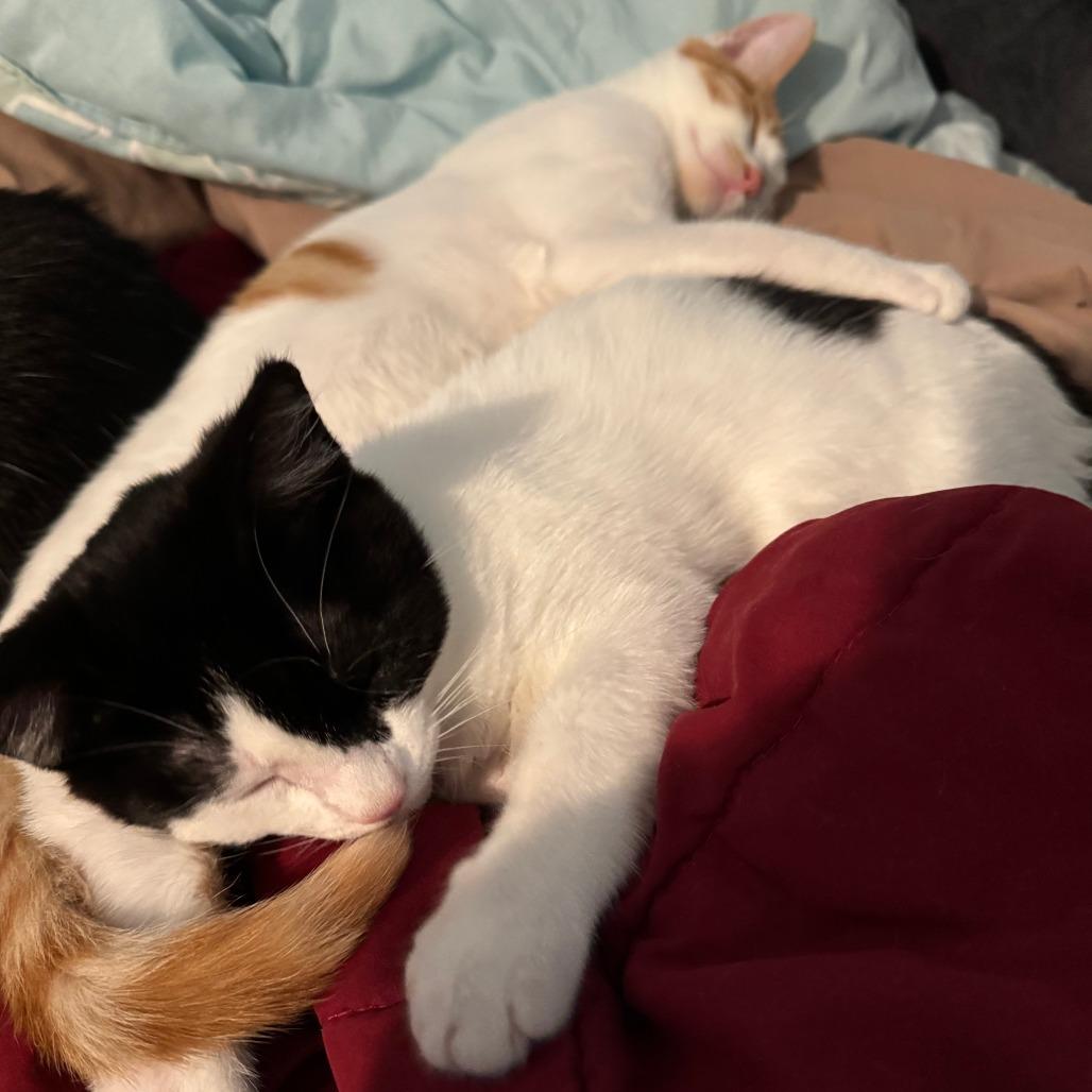 Enlarge Pirate, a Adoptable Domestic Short Hair in Santa Rosa, CA image 1/6