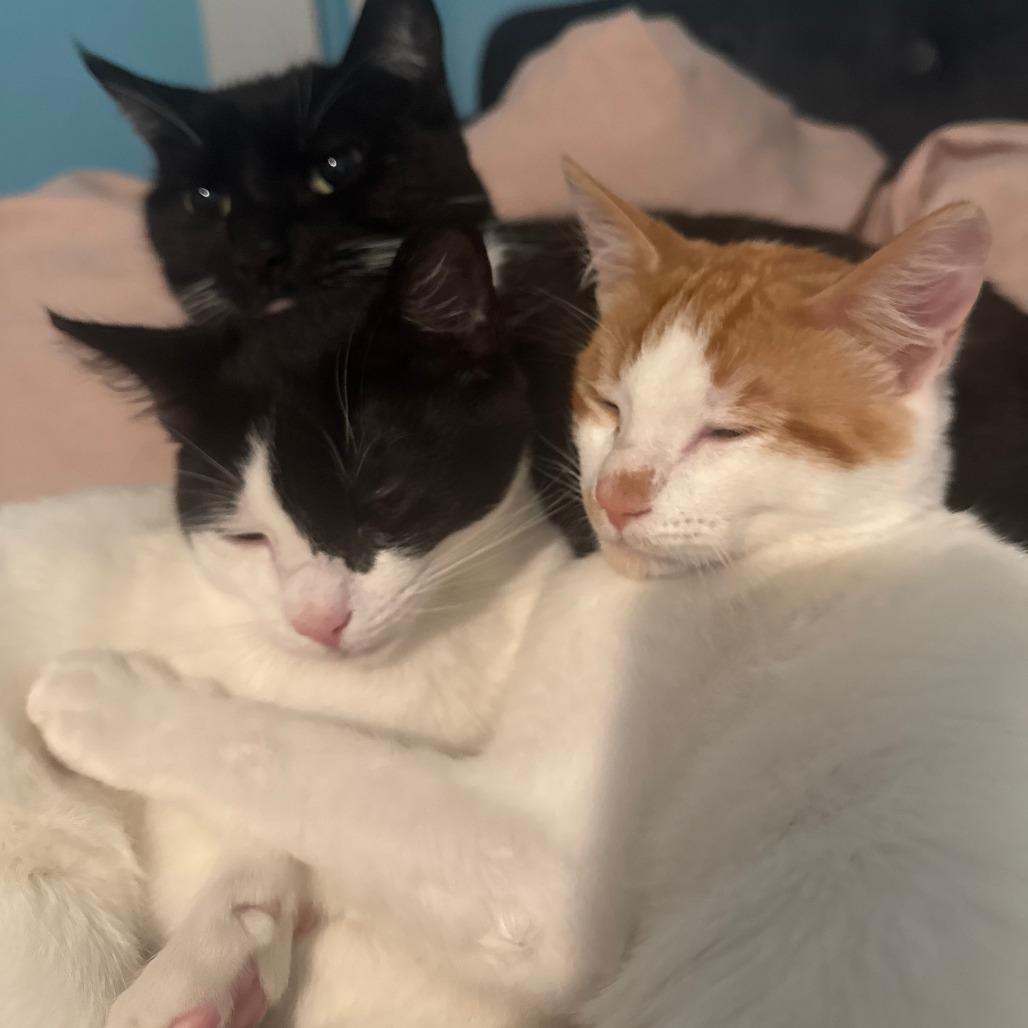 Enlarge Pirate, a Adoptable Domestic Short Hair in Santa Rosa, CA image 2/6