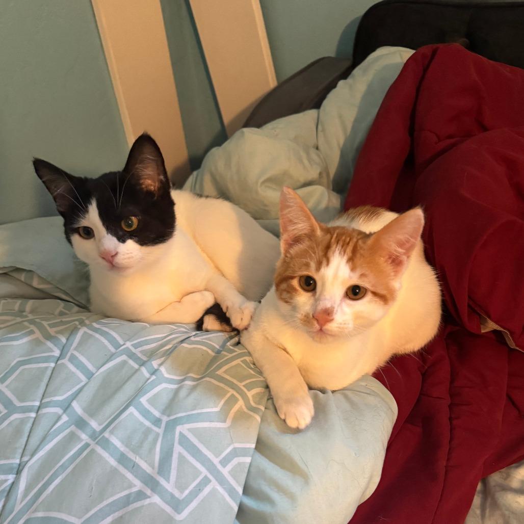 Enlarge Pirate, a Adoptable Domestic Short Hair in Santa Rosa, CA image 3/6