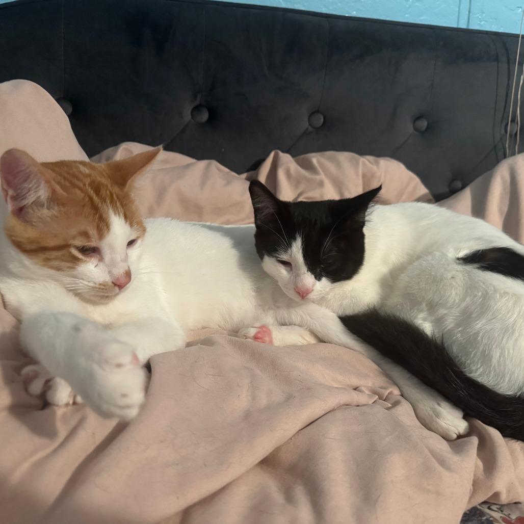 Enlarge Pirate, a Adoptable Domestic Short Hair in Santa Rosa, CA image 4/6