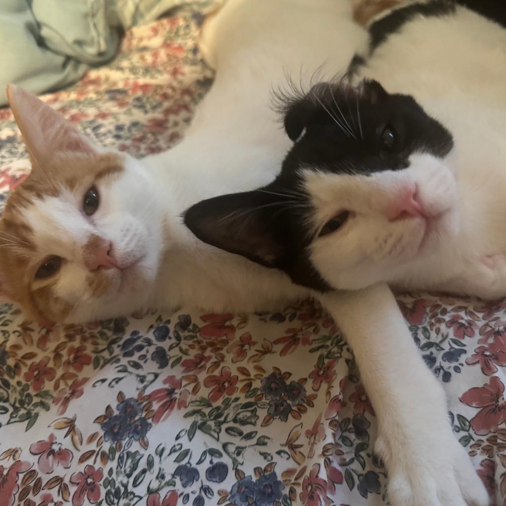 Enlarge Pirate, a Adoptable Domestic Short Hair in Santa Rosa, CA image 5/6