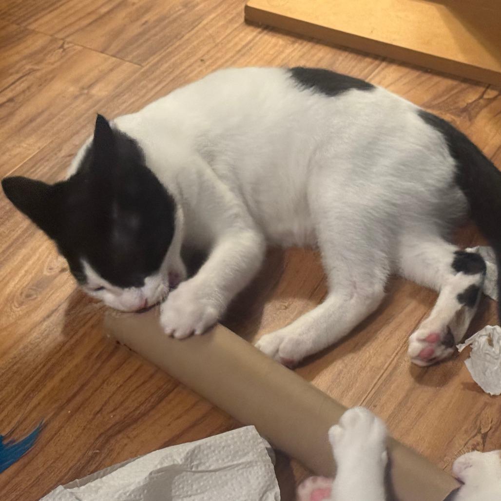 Enlarge Pirate, a Adoptable Domestic Short Hair in Santa Rosa, CA image 6/6