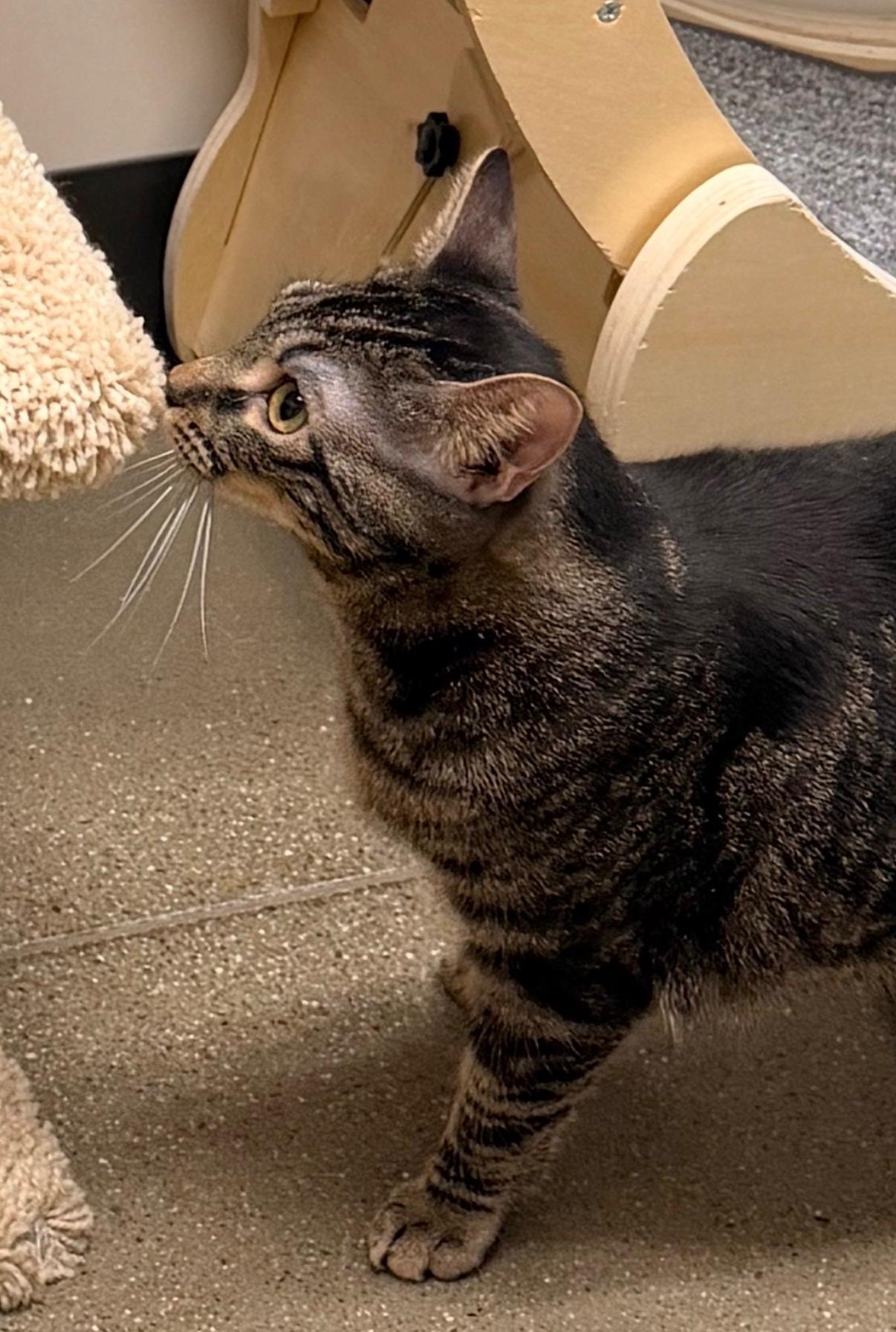 Enlarge Willis INDOOR ONLY, a Adoptable mixed breed in Lodi, CA image 2/5