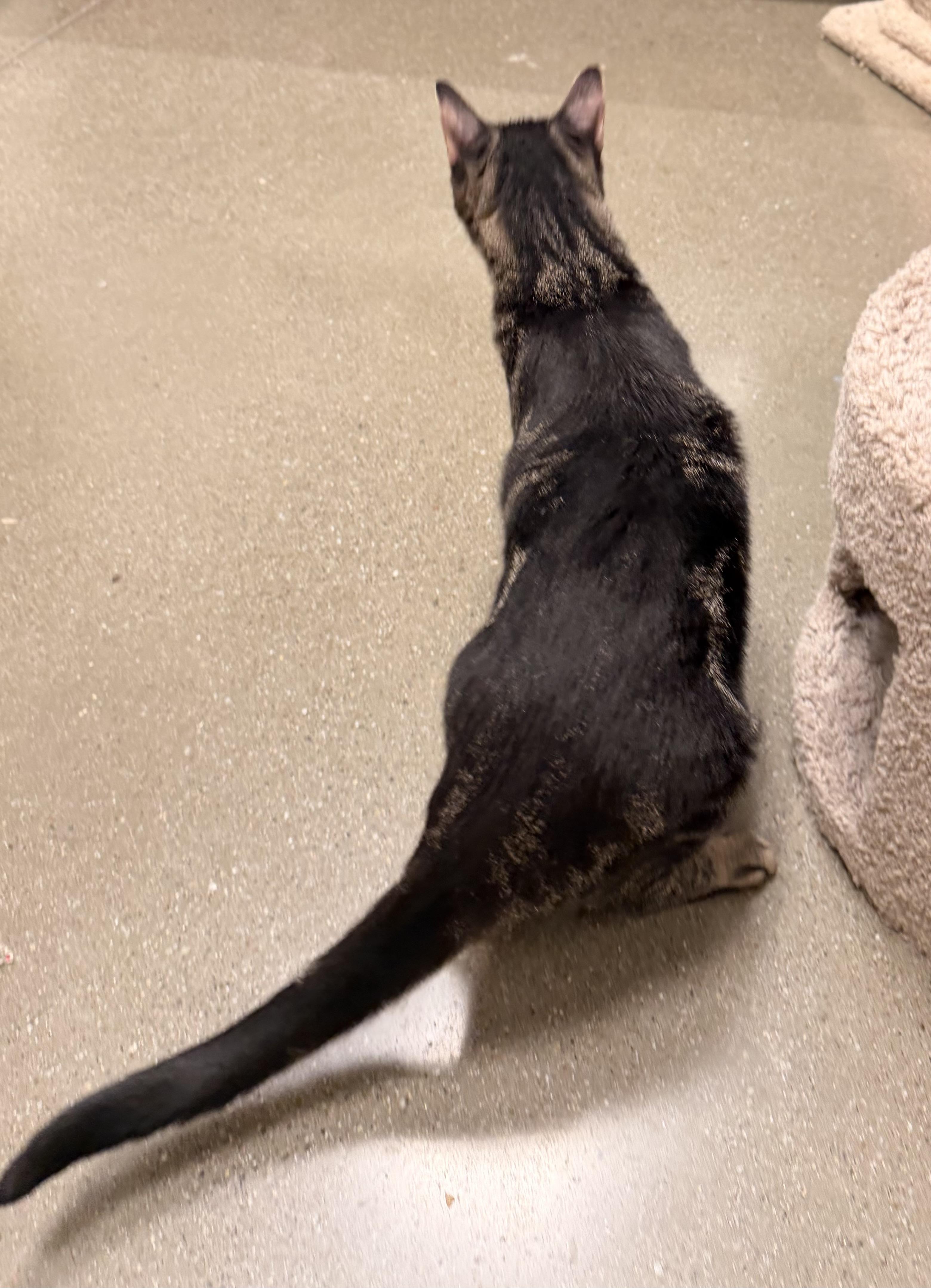 Enlarge Willis INDOOR ONLY, a Adoptable mixed breed in Lodi, CA image 3/5