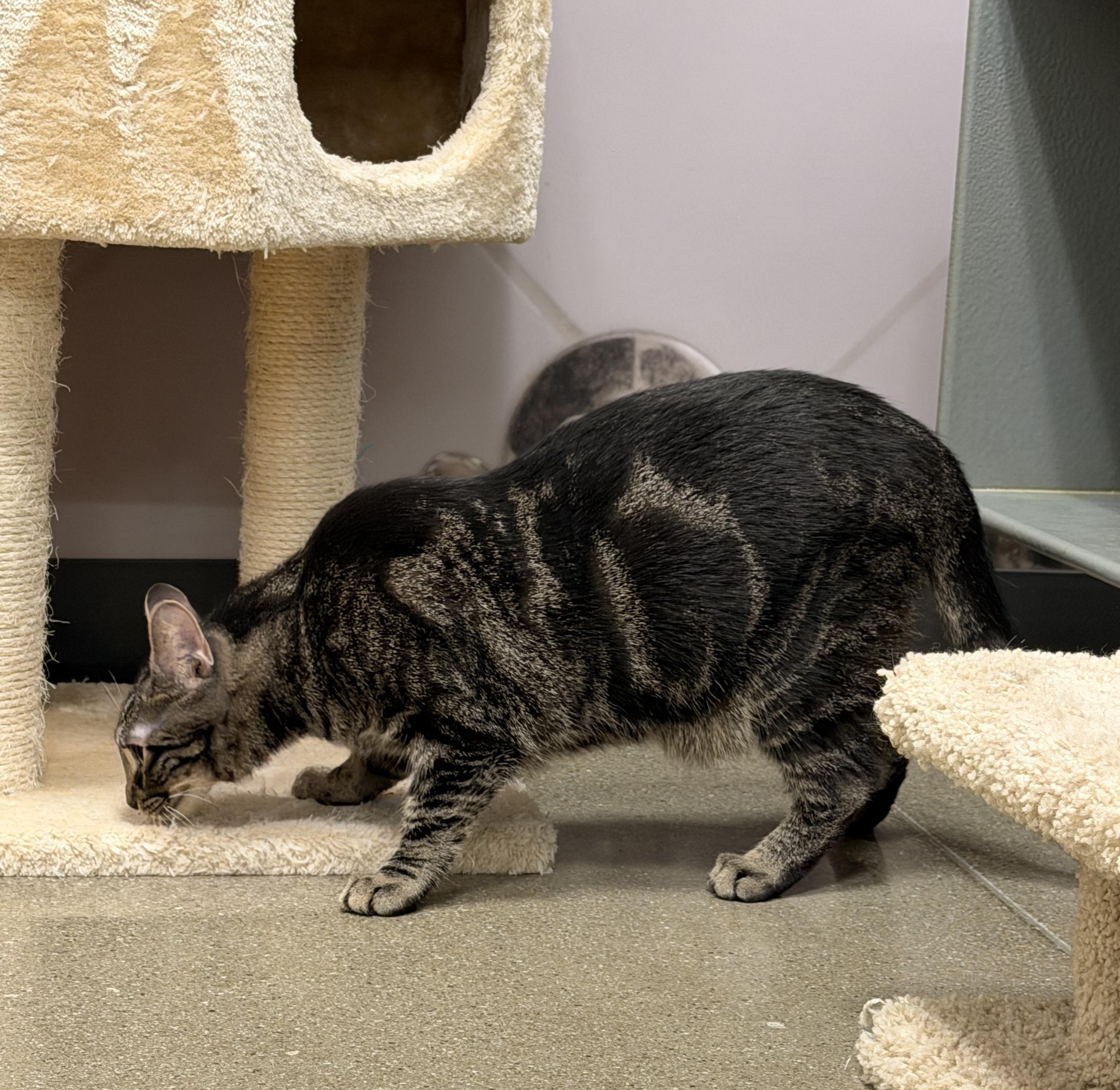 Enlarge Willis INDOOR ONLY, a Adoptable mixed breed in Lodi, CA image 4/5
