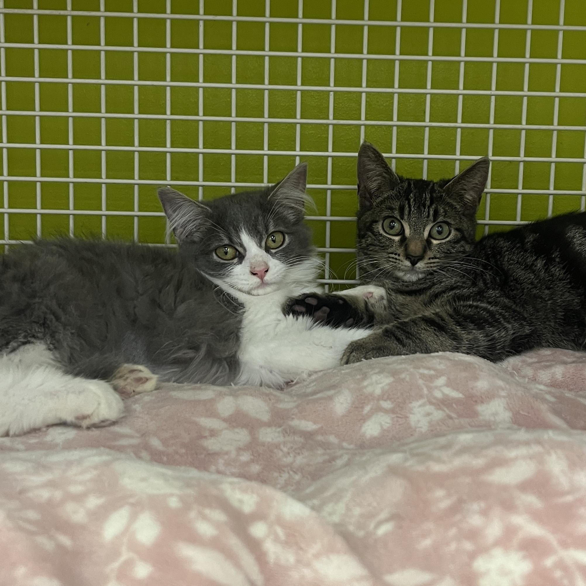 Winter and Willis INDOOR ONLY — thumbnail 3