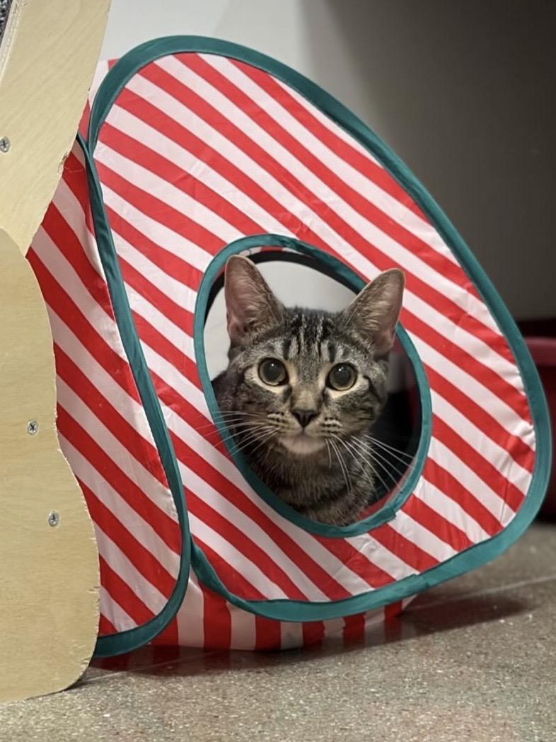 Willis INDOOR ONLY, Adoptable, Kitten Male Domestic Short Hair.