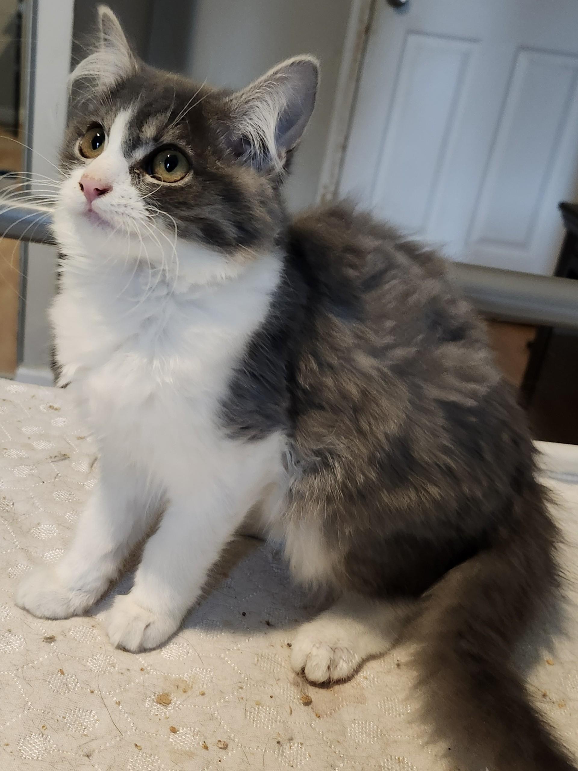 Winter and Willis INDOOR ONLY — thumbnail 5