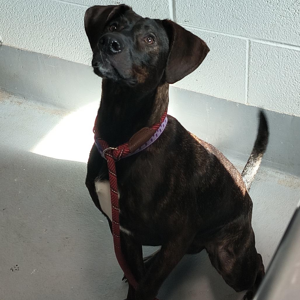 Rose, a Adoptable Mixed Breed in Beckley, WV image 1/2