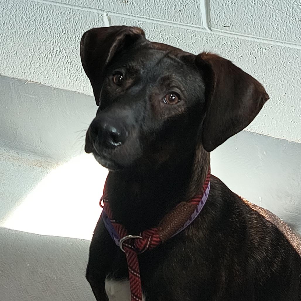 Rose, a Adoptable Mixed Breed in Beckley, WV image 2/2
