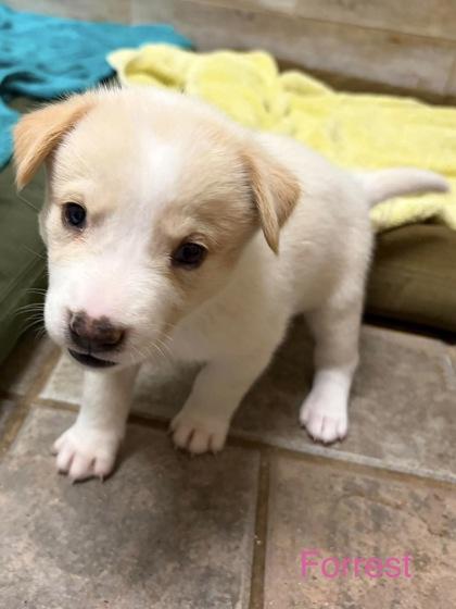 Enlarge Forrest, a Adoptable mixed breed in Morton Grove, IL image 1/2