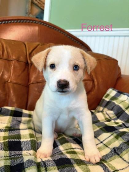 Enlarge Forrest, a Adoptable mixed breed in Morton Grove, IL image 2/2
