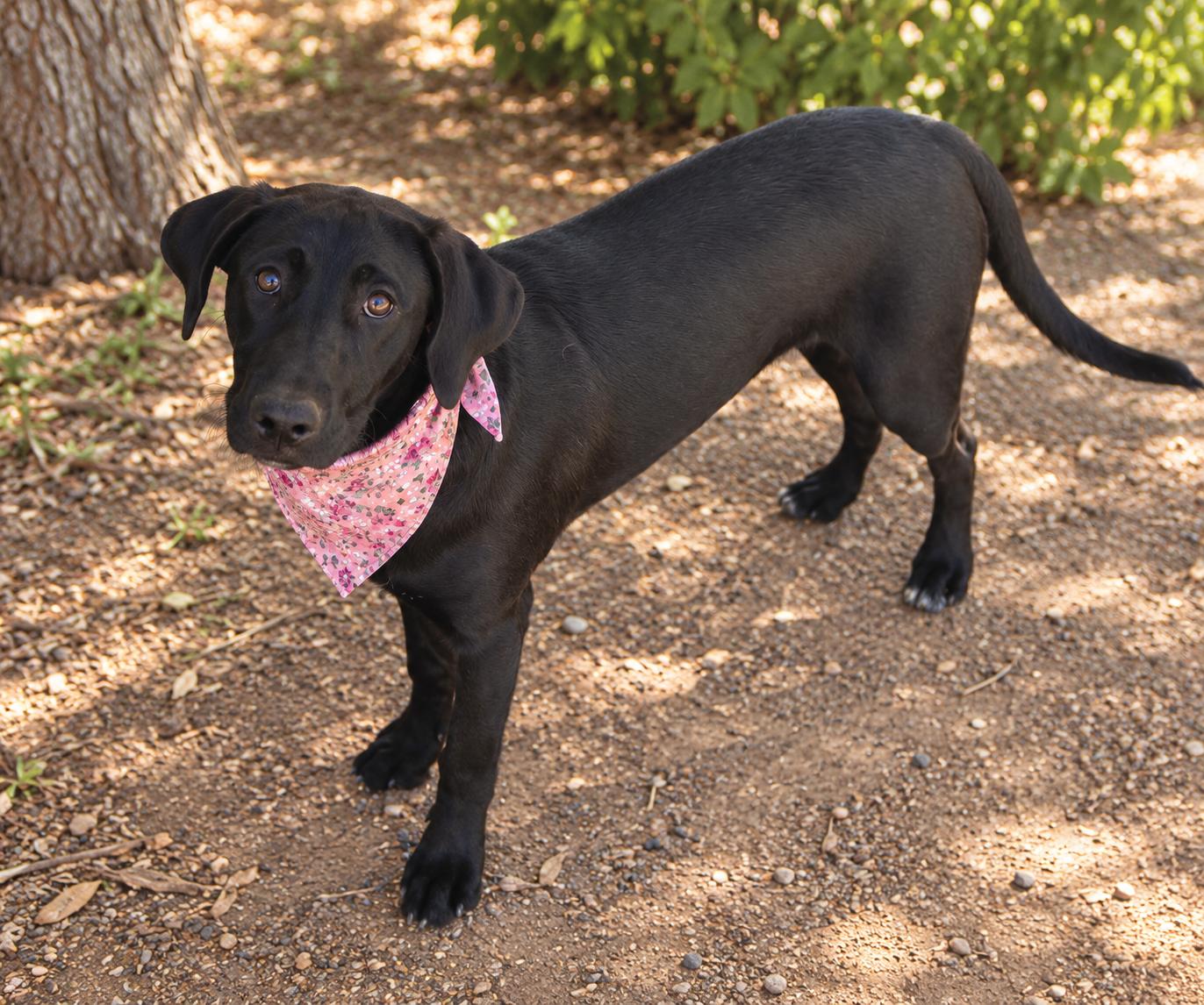 Enlarge Dottie, a Adopted mixed breed in Phoenix, AZ image 2/3