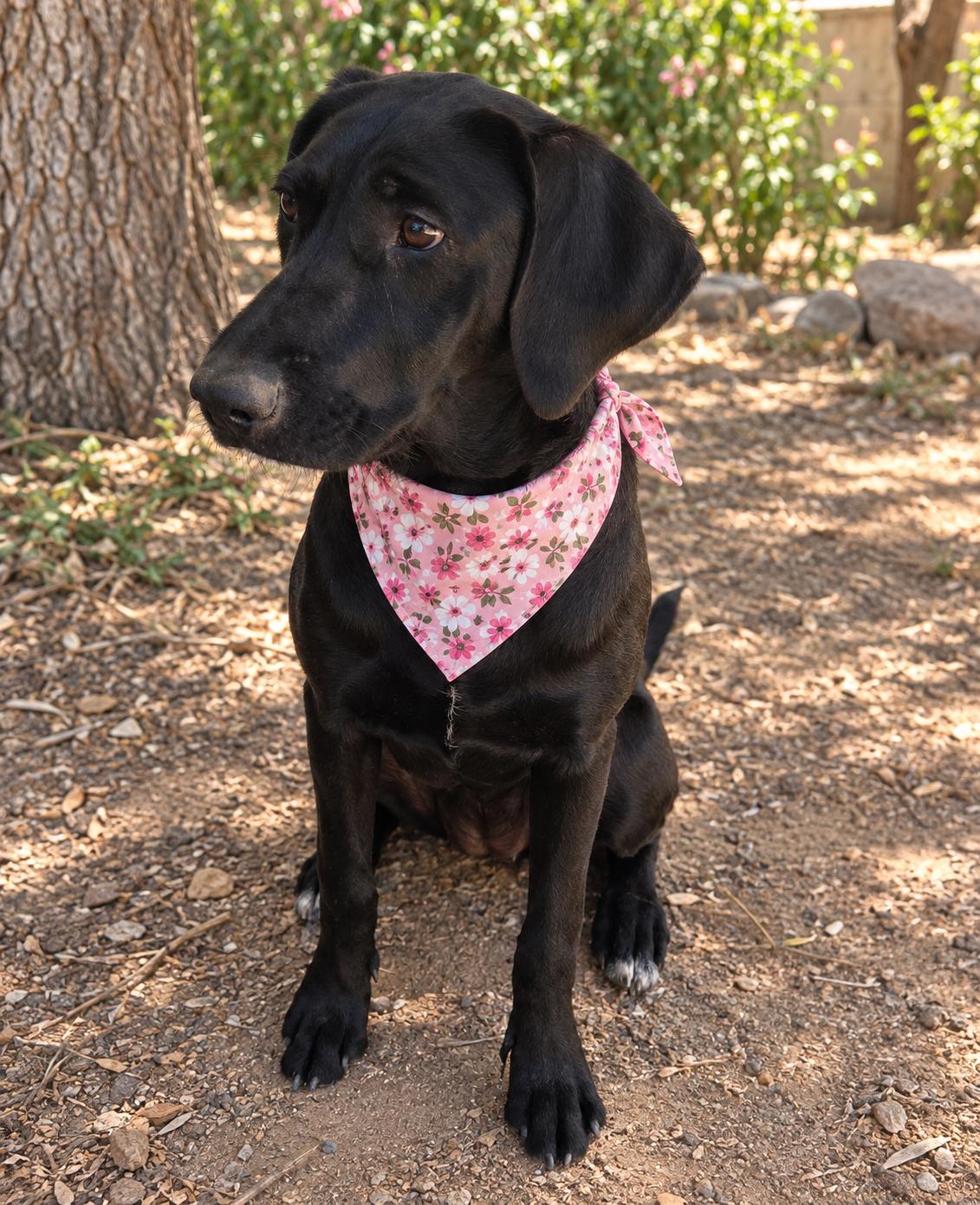 Enlarge Dottie, a Adopted mixed breed in Phoenix, AZ image 3/3