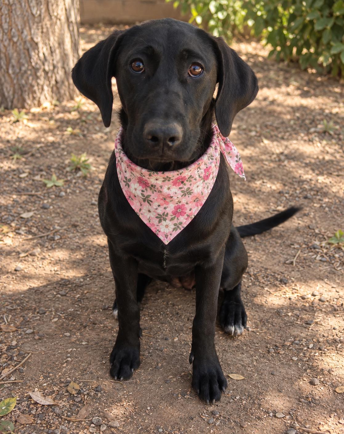 Dottie, Adopted, Young Female Labrador Retriever.