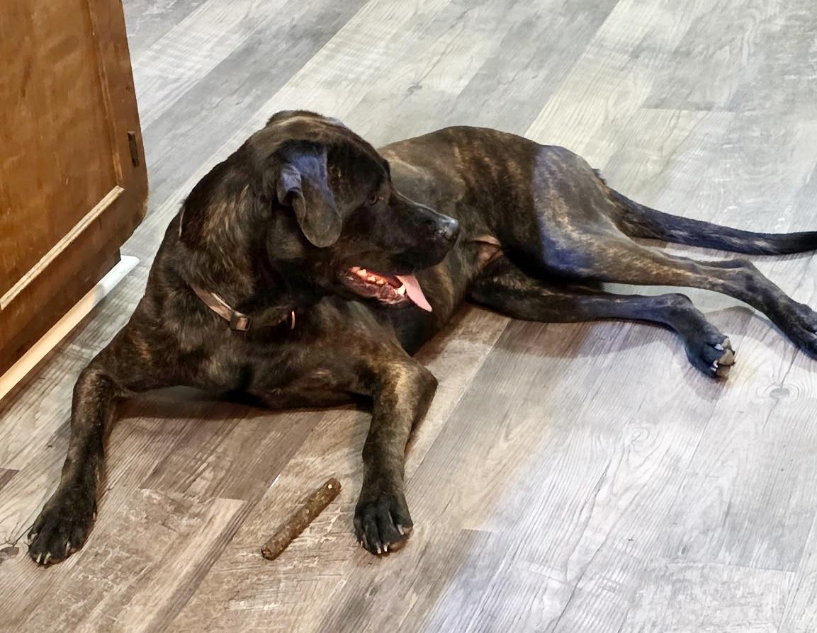 Goose, an adopted mixed breed in Irmo, SC image 2/3