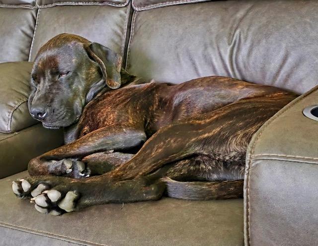 Goose, an adopted mixed breed in Irmo, SC image 1/3