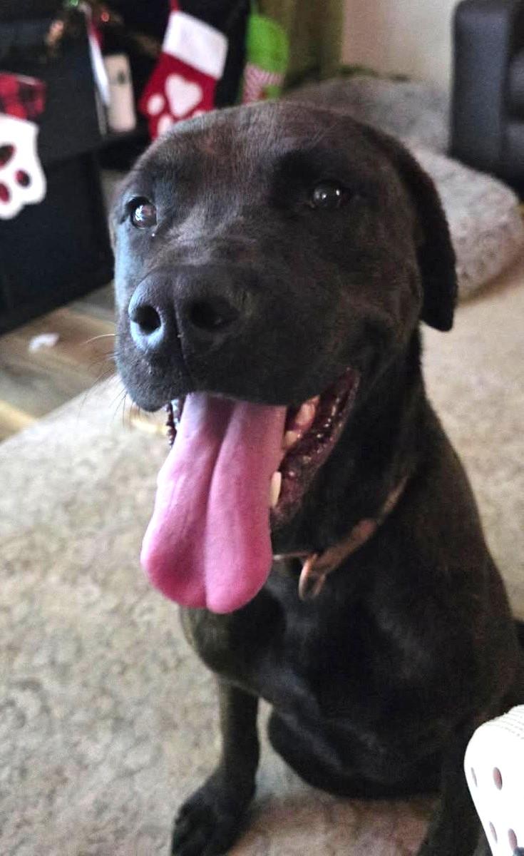 Goose, an adopted mixed breed in Irmo, SC image 3/3