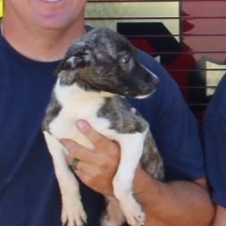 January, a Adoptable mixed breed in Durant, OK image 1/2
