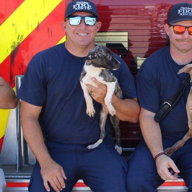 January, a Adoptable mixed breed in Durant, OK image 2/2