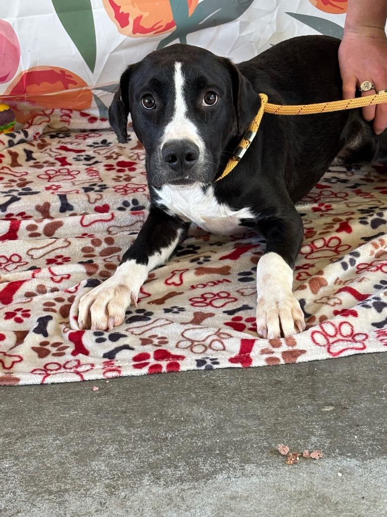 Enlarge Elyan, a Adoptable Labrador Retriever in Swainsboro, GA image 1/4