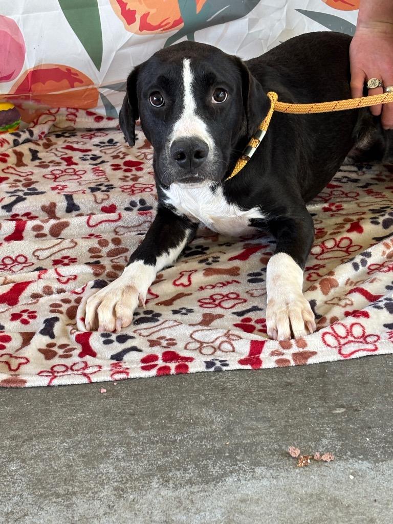 Enlarge Elyan, a Adoptable Labrador Retriever in Swainsboro, GA image 3/4