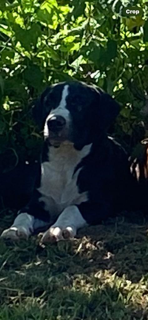 Enlarge Elyan, a Adoptable Labrador Retriever in Swainsboro, GA image 4/4