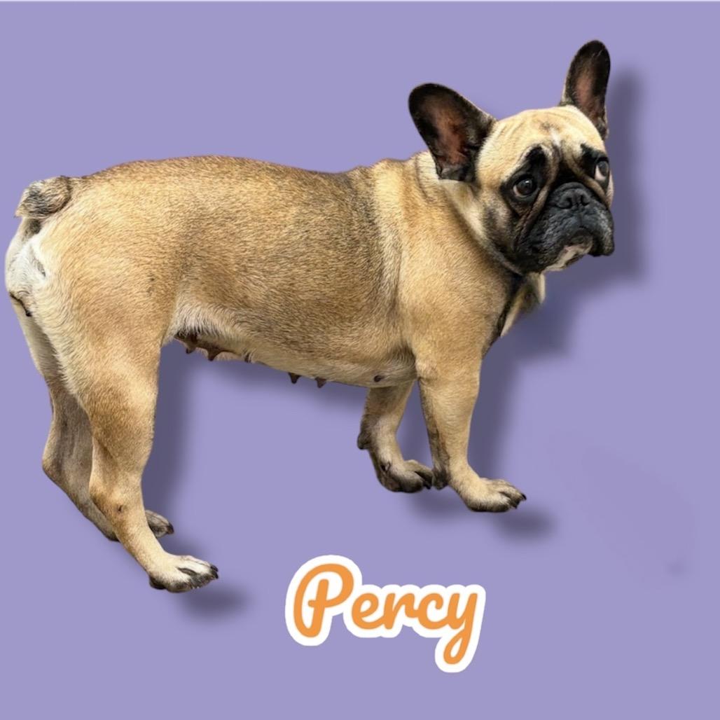Percy, Adoptable, Adult Female French Bulldog.