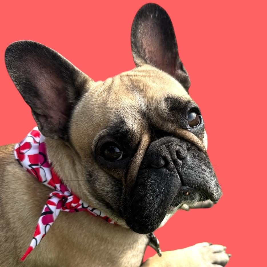 Enlarge Percy, a Adoptable French Bulldog in Scottsdale, AZ image 2/2