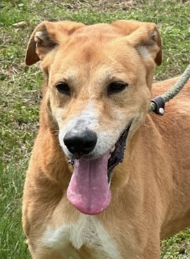 Enlarge PUPPY, a Adoptable mixed breed in Tappahannock, VA image 1/3