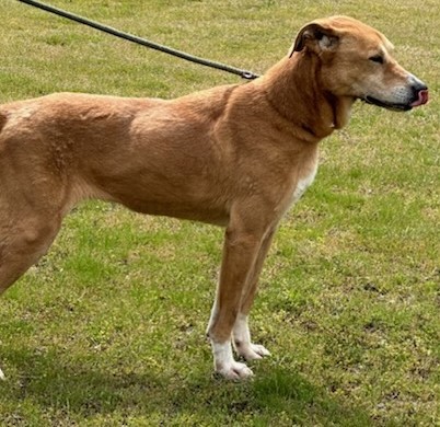 Enlarge PUPPY, a Adoptable mixed breed in Tappahannock, VA image 3/3