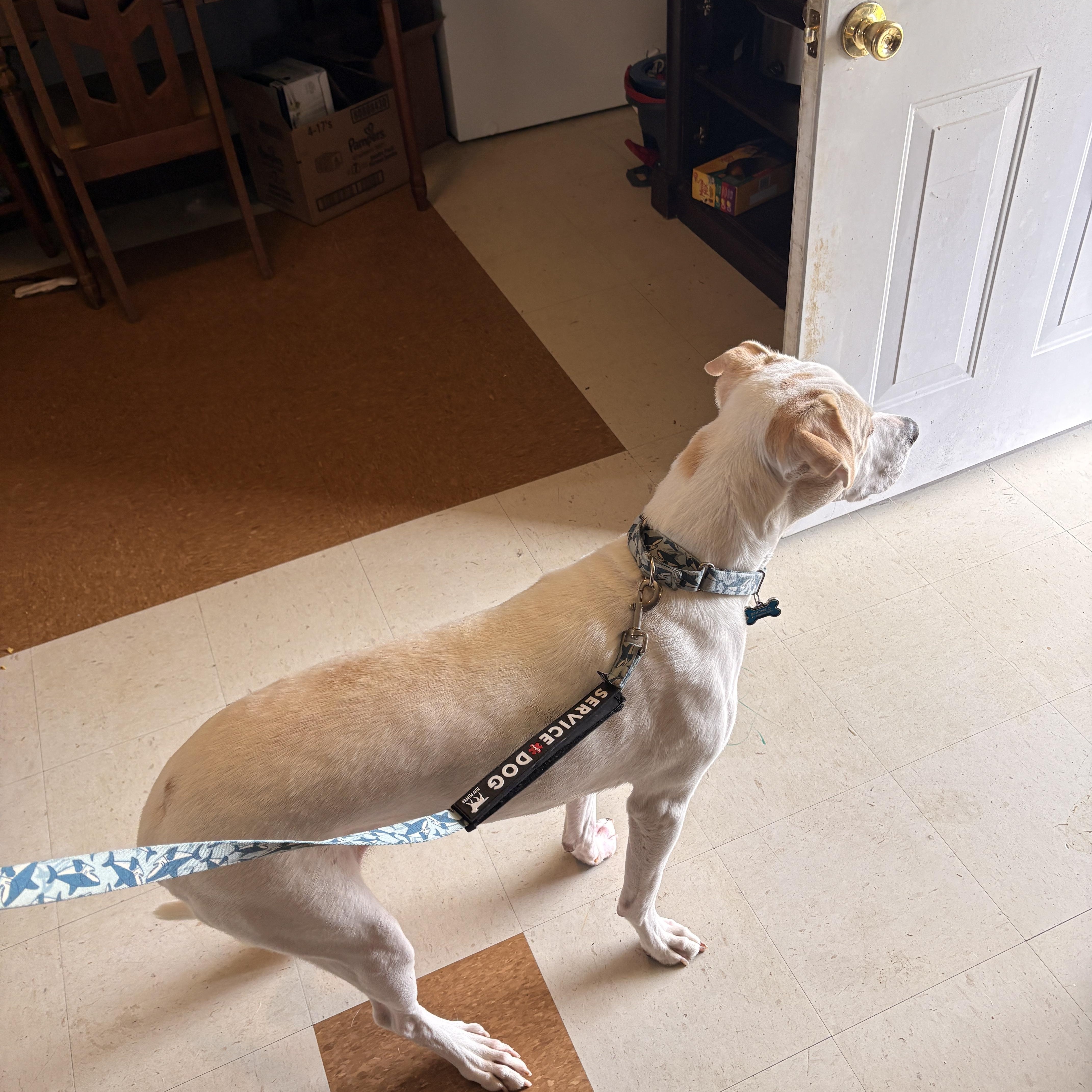 Enlarge Boone, a Adoptable mixed breed in Melbourne, AR image 4/4